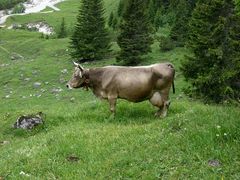 Schöne Grüße aus Oberstdorf !