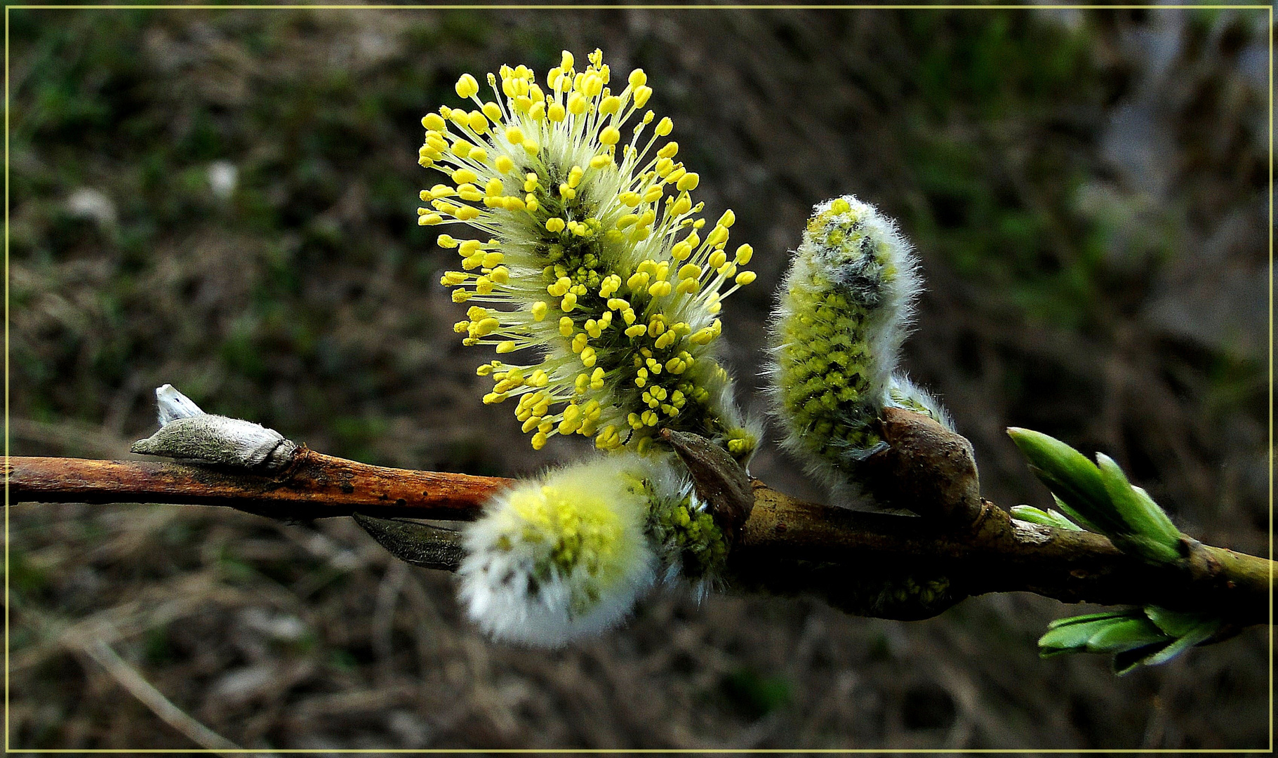 Schöne Grüße vom Frühling ...