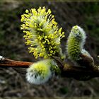 Schöne Grüße vom Frühling ...