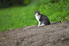 Schöne Hauskatze