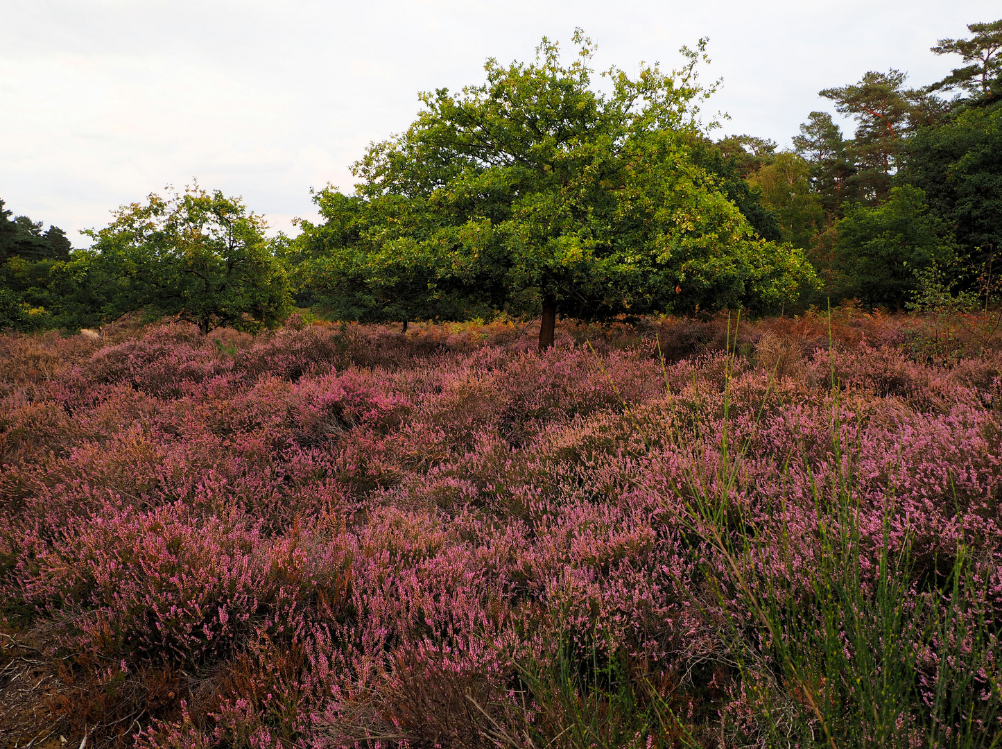 Schöne Heide 