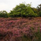 Schöne Heide 