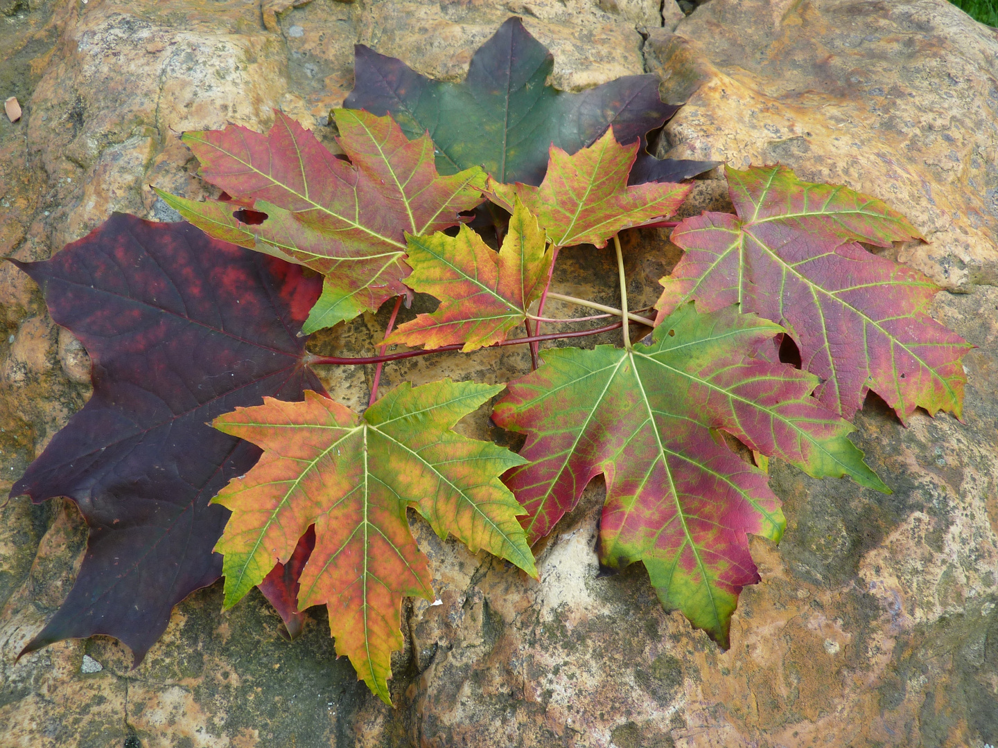 schöne Herbstblätter vorgestern gesehen 08-09-2014