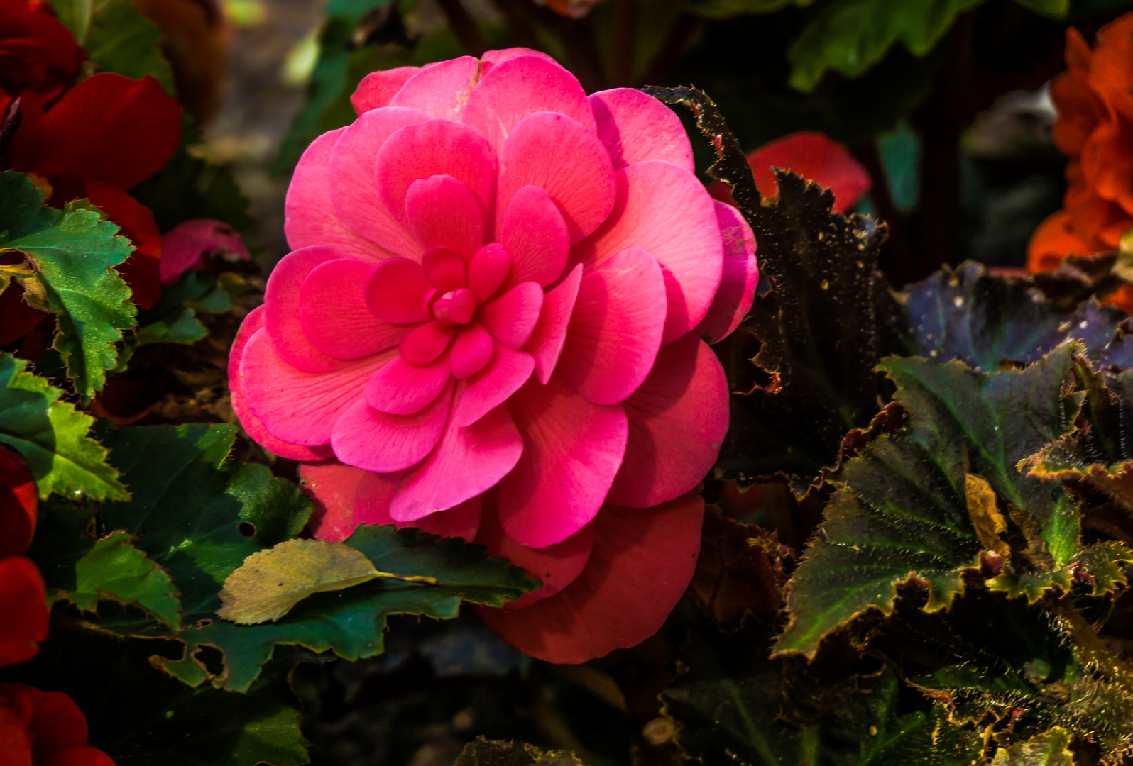 Schöne Herbstblüten 2016