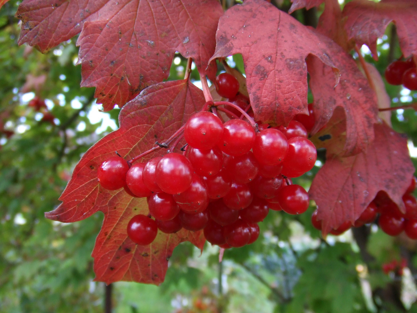 Schoene Herbstfarben