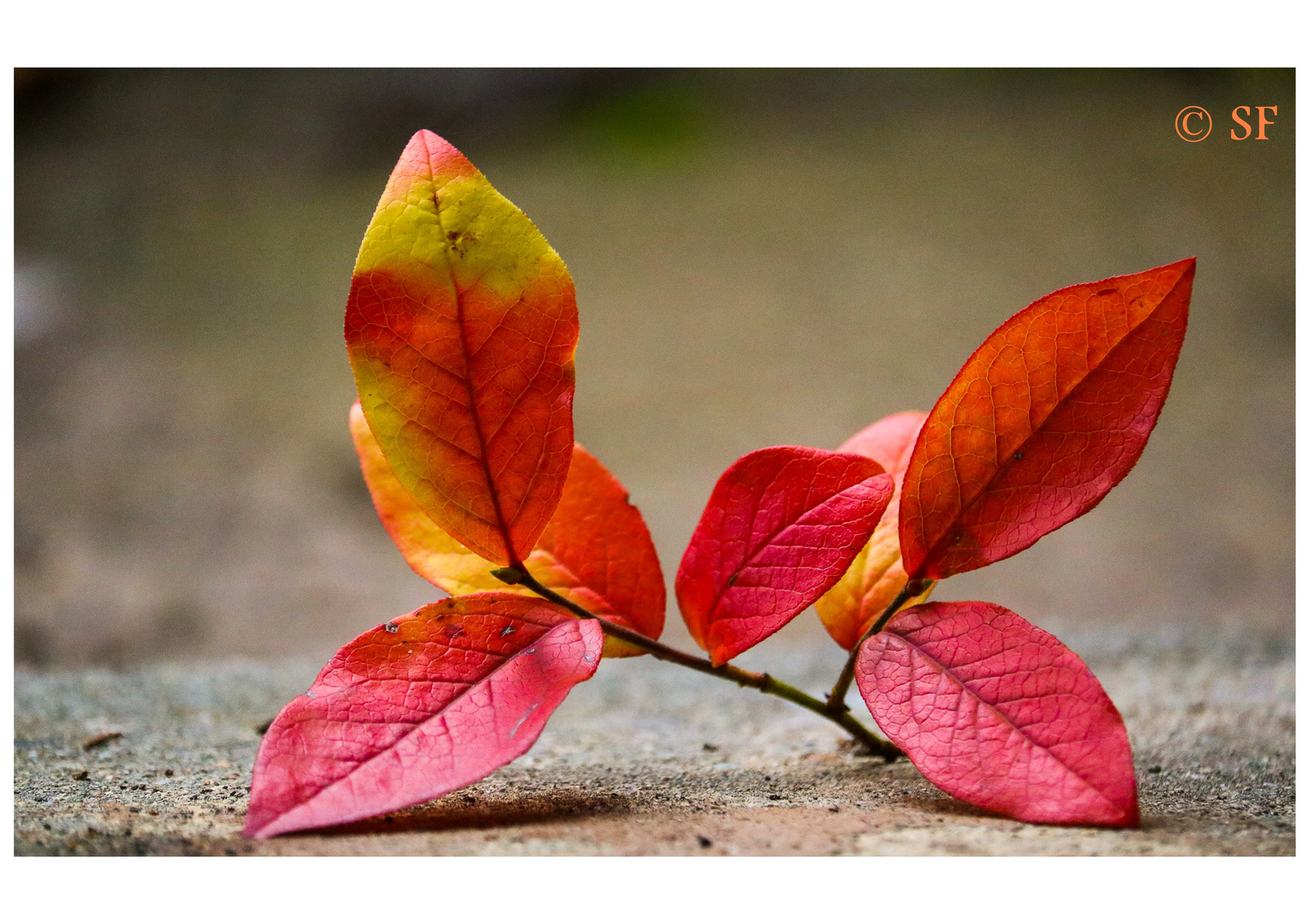 Schöne Herbstfarben