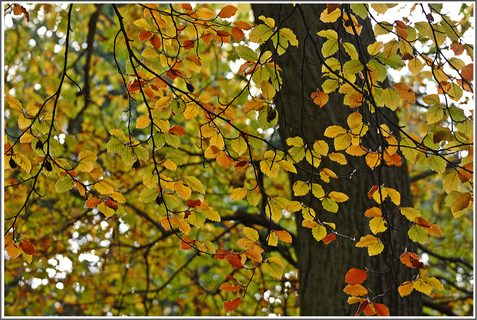 Schöne Herbstfarben