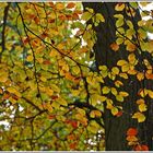 Schöne Herbstfarben