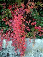 Schöne Herbstfarben