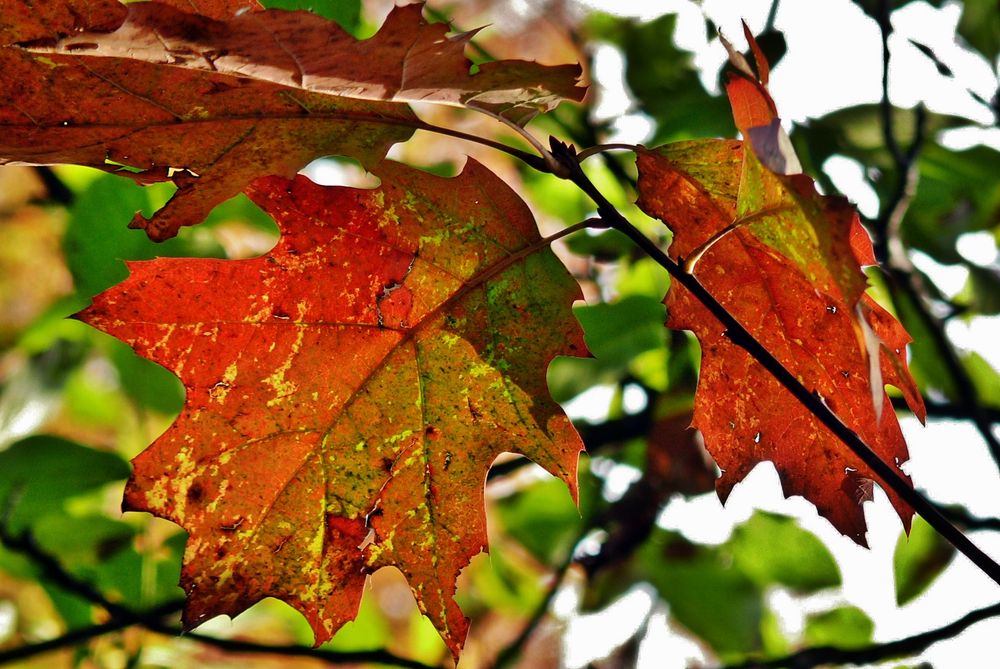 Schöne Herbstfarben ...