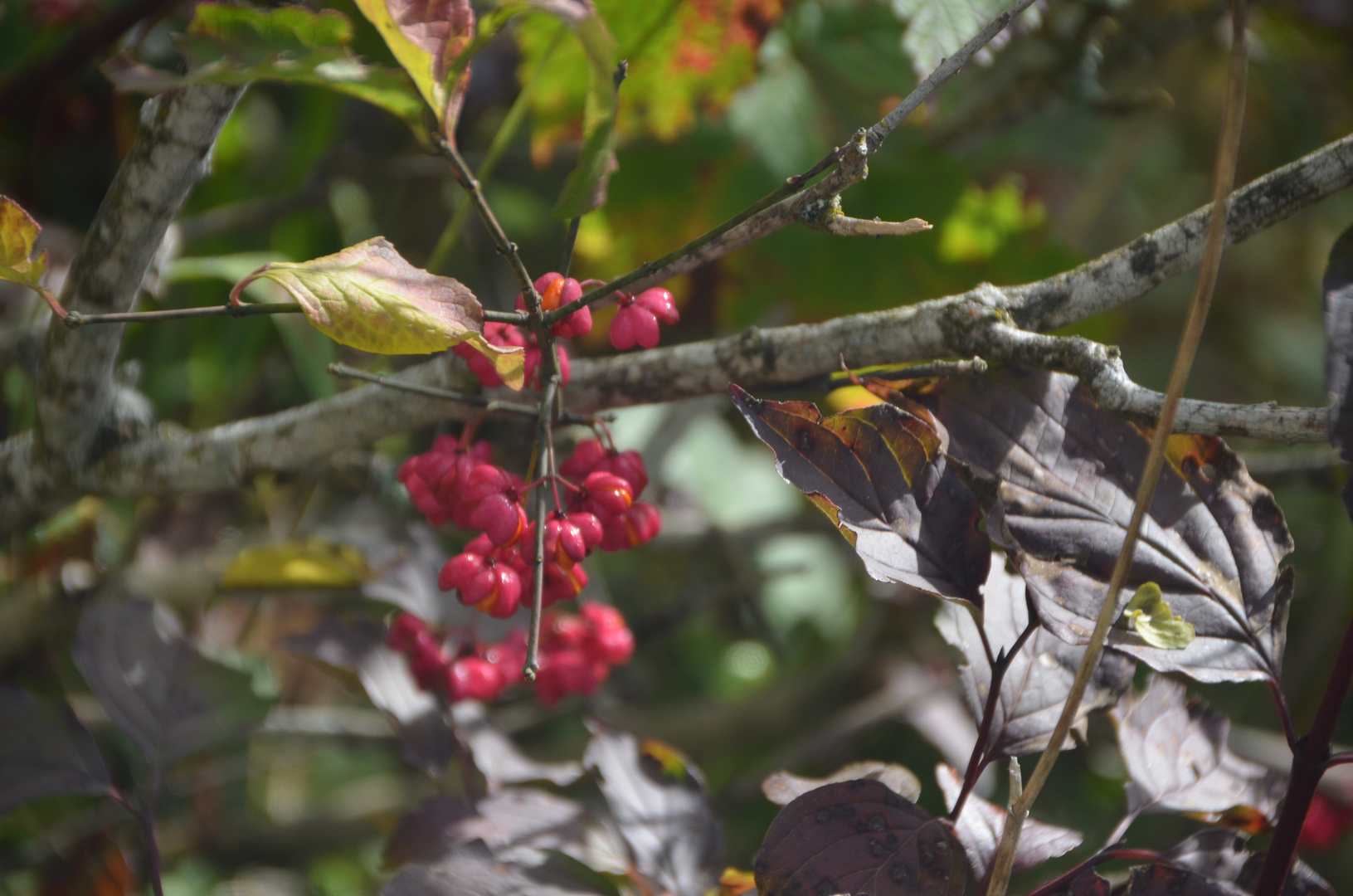 Schöne Herbstfarben