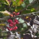 Schöne Herbstfarben