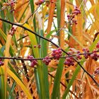 Schöne Herbstzeit