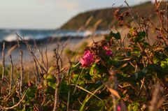 Schöne Herbstzeit Hiddensee 