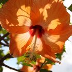 schöne Hibiskusblüte