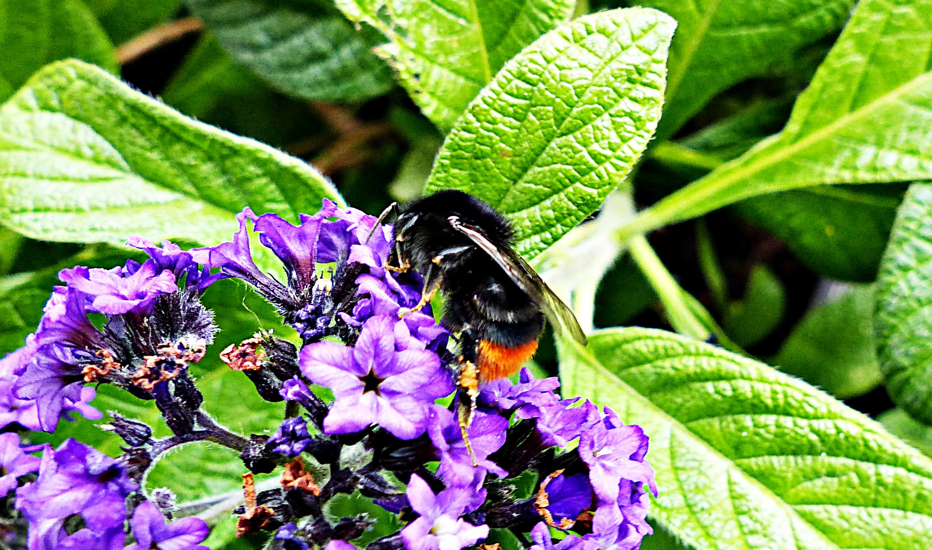 Schöne Hummel