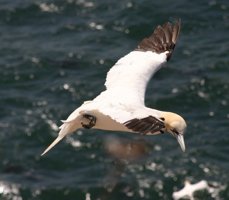 Schöne Insel zum Vögel fotografieren