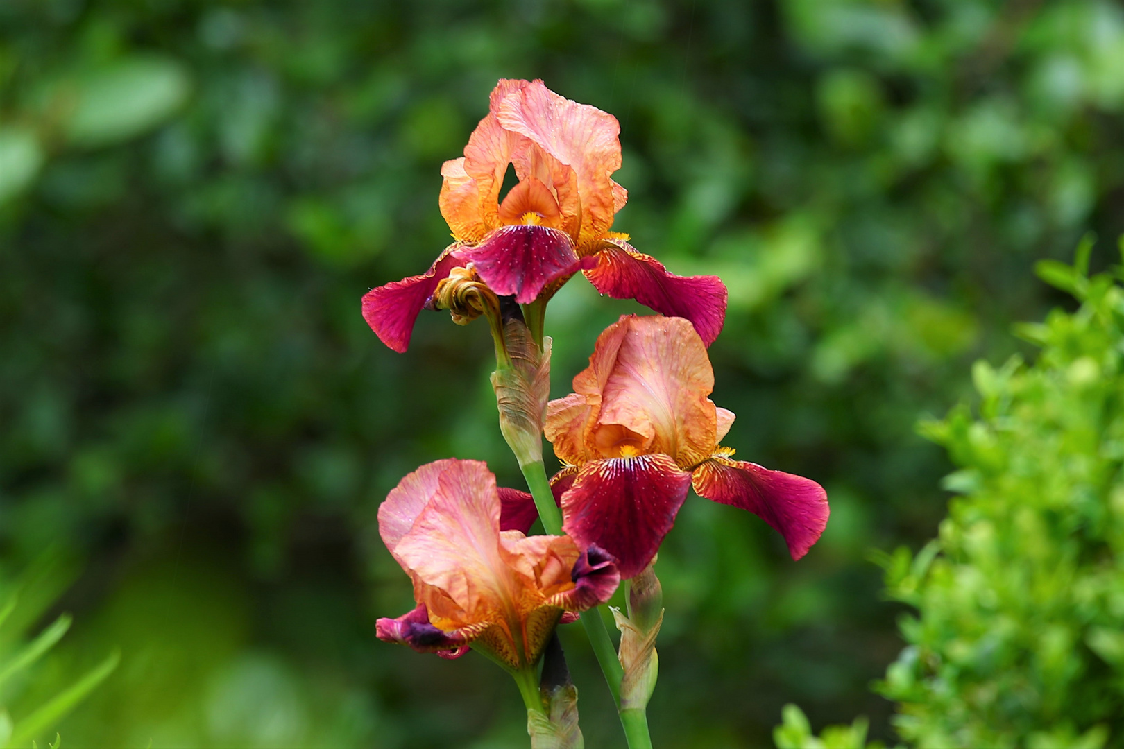 Schöne Iris