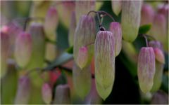 schoene Kalanchoe