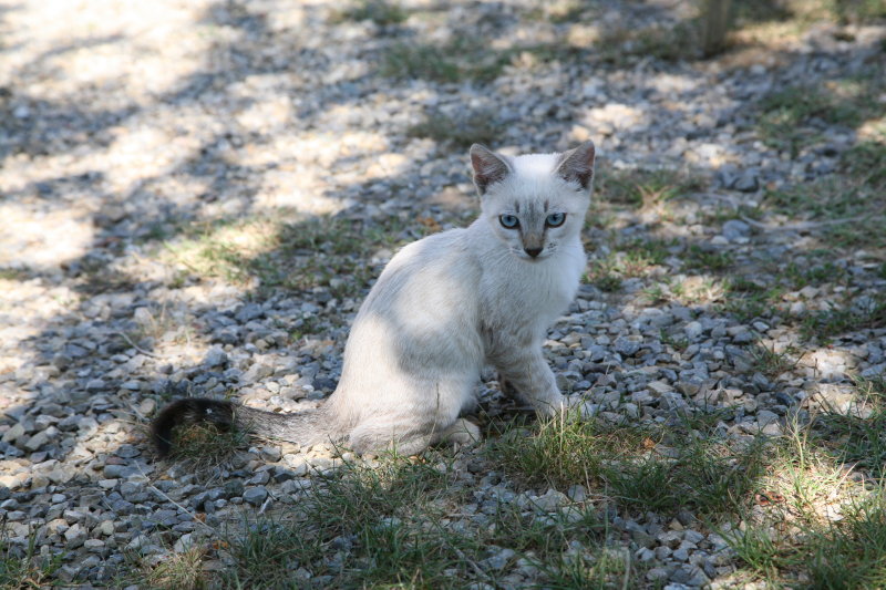 schöne Katze Foto & Bild | tiere, haustiere, katzen Bilder auf