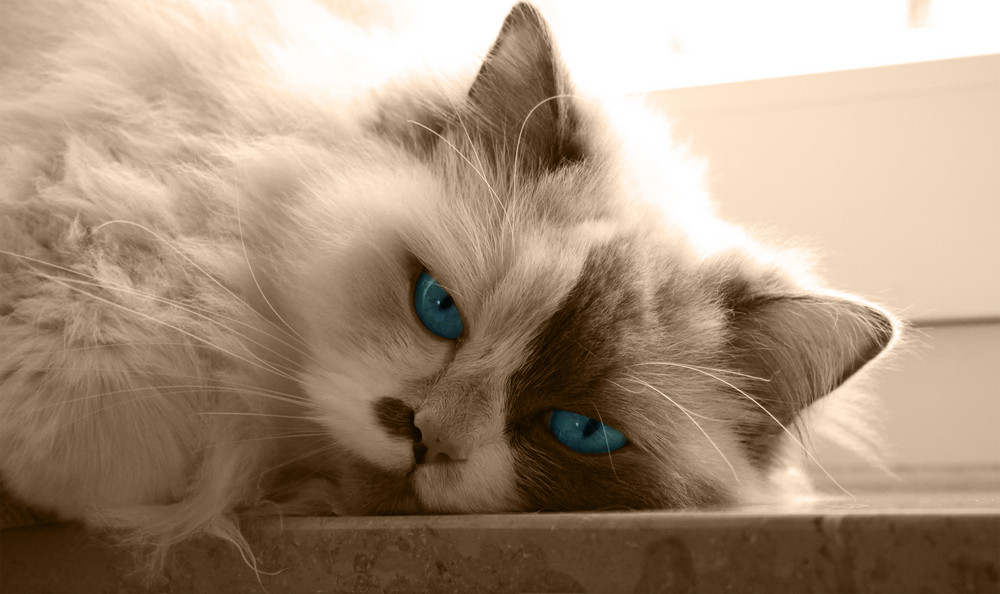 Schöne Katze Foto & Bild Schöne Katze Foto & Bild