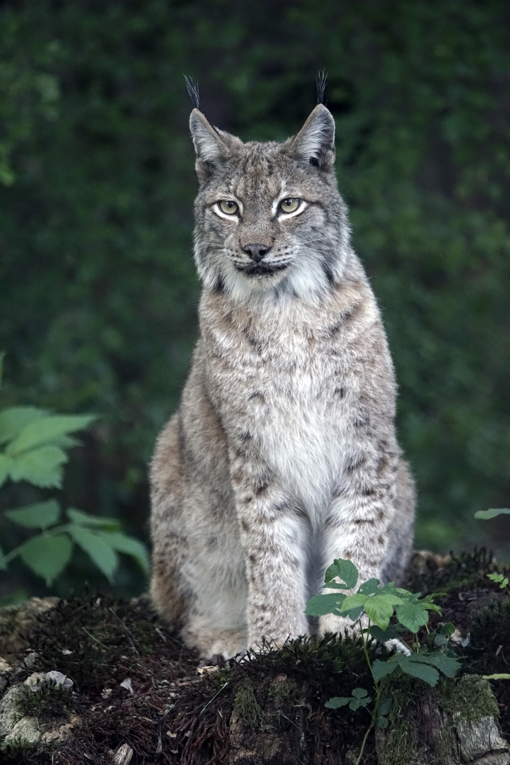 Schöne Katze