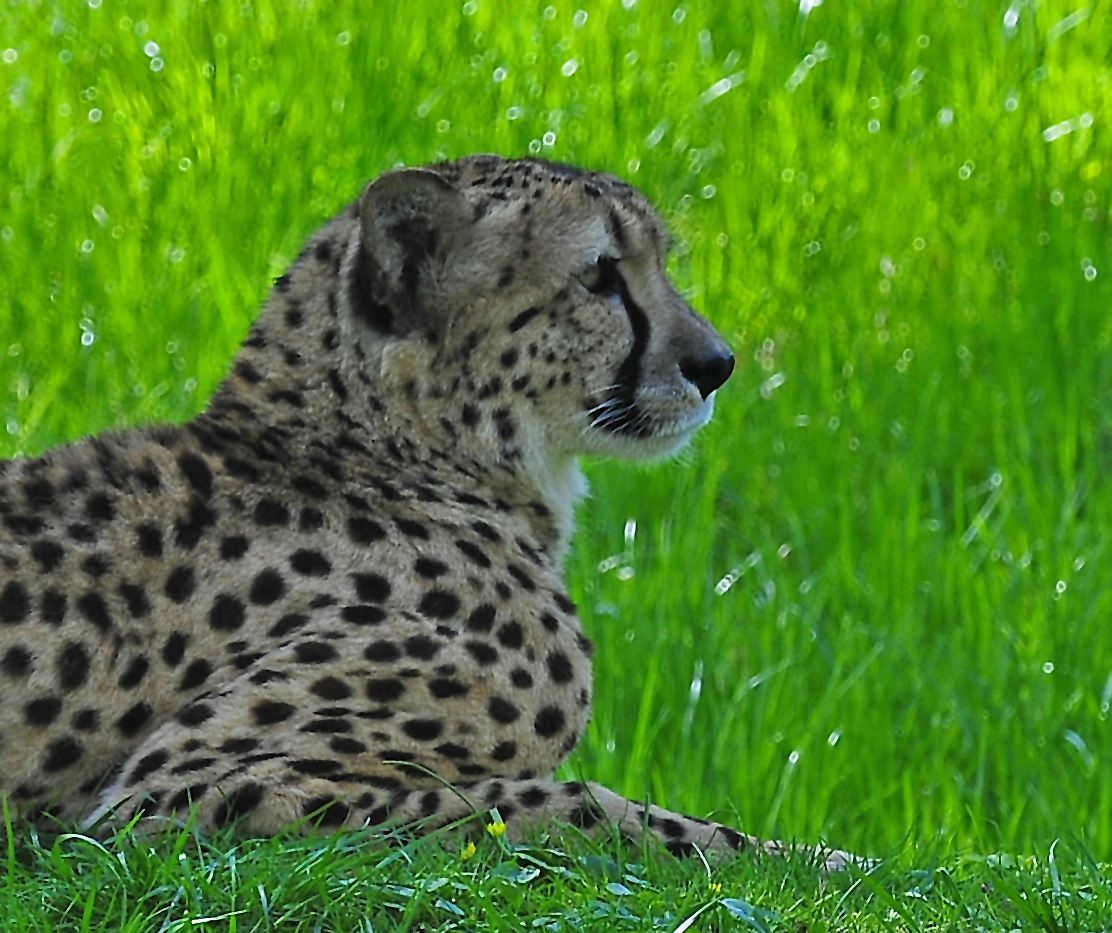 SCHÖNE ..KATZE..ICH WEIS DAS !