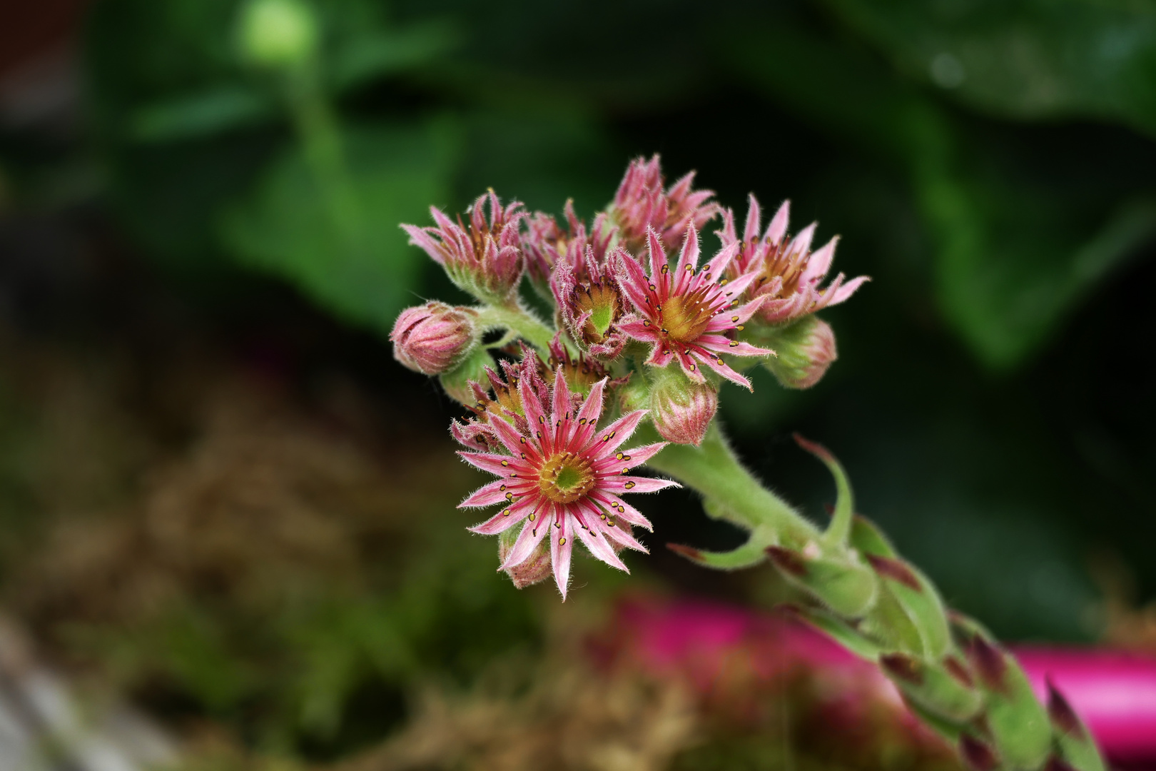 Schöne kleine Blüten