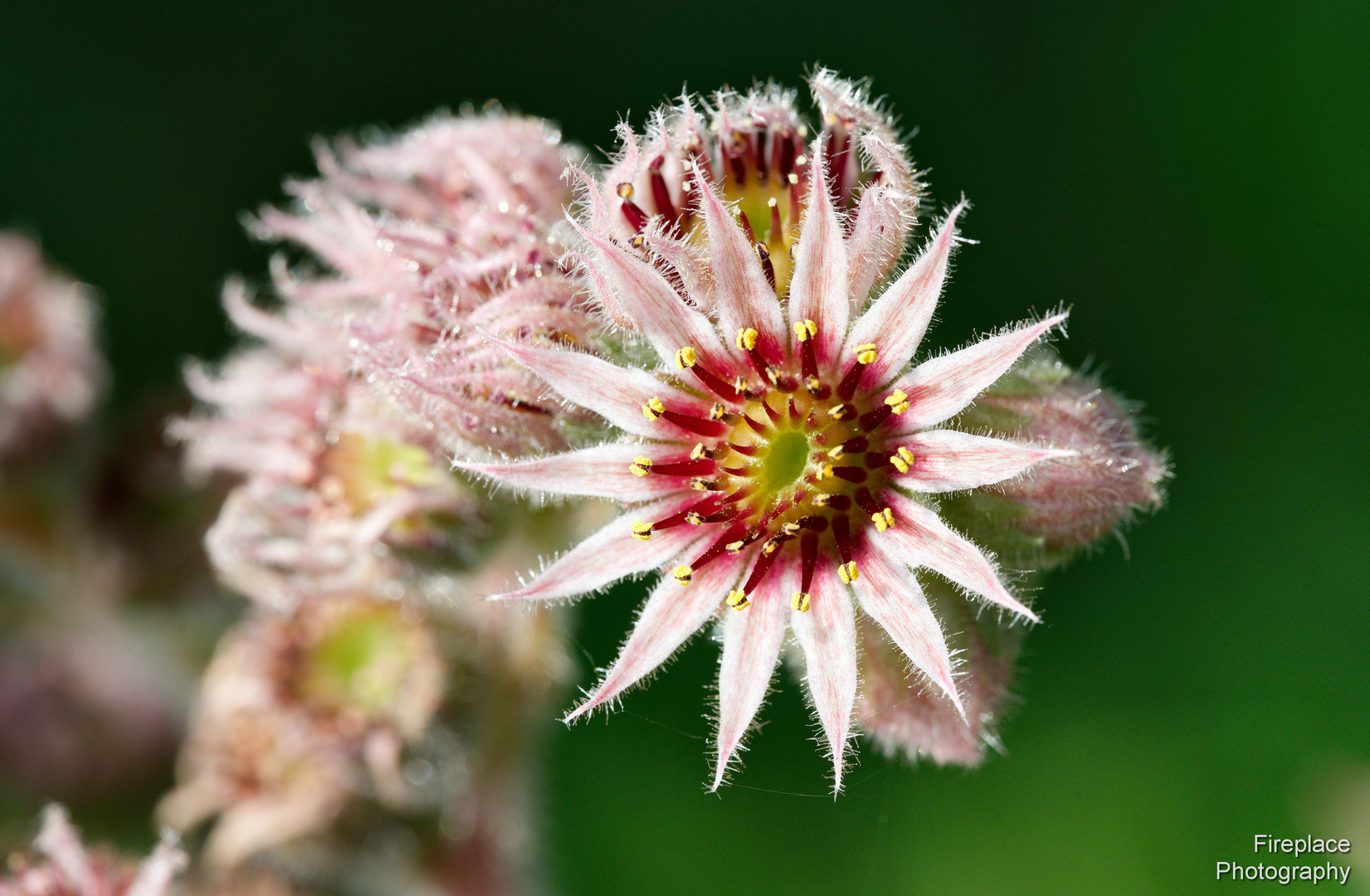 Schöne kleine Blume. Erstaunlich, was man mit einem Makro in seinem eigenen Garten finden kann