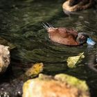 Schöne kleine Ente