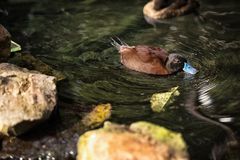 Schöne kleine Ente