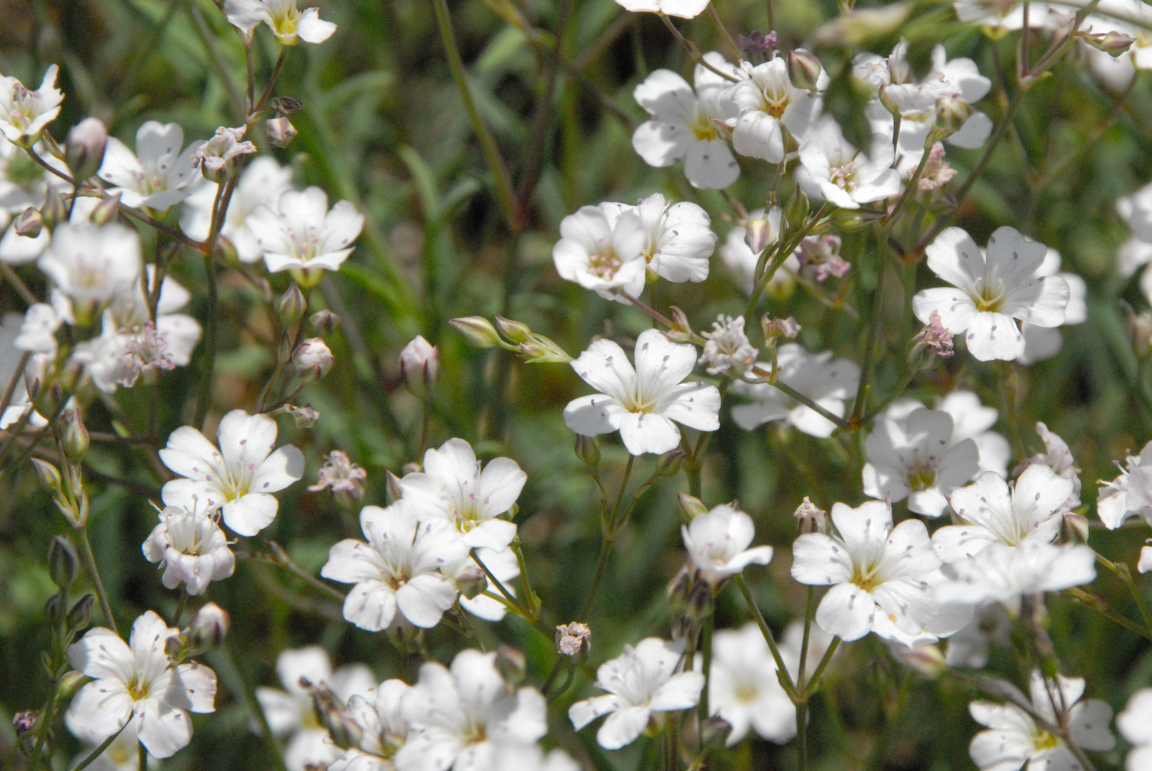 Schöne kleine weiße Blumen