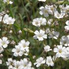 Schöne kleine weiße Blumen