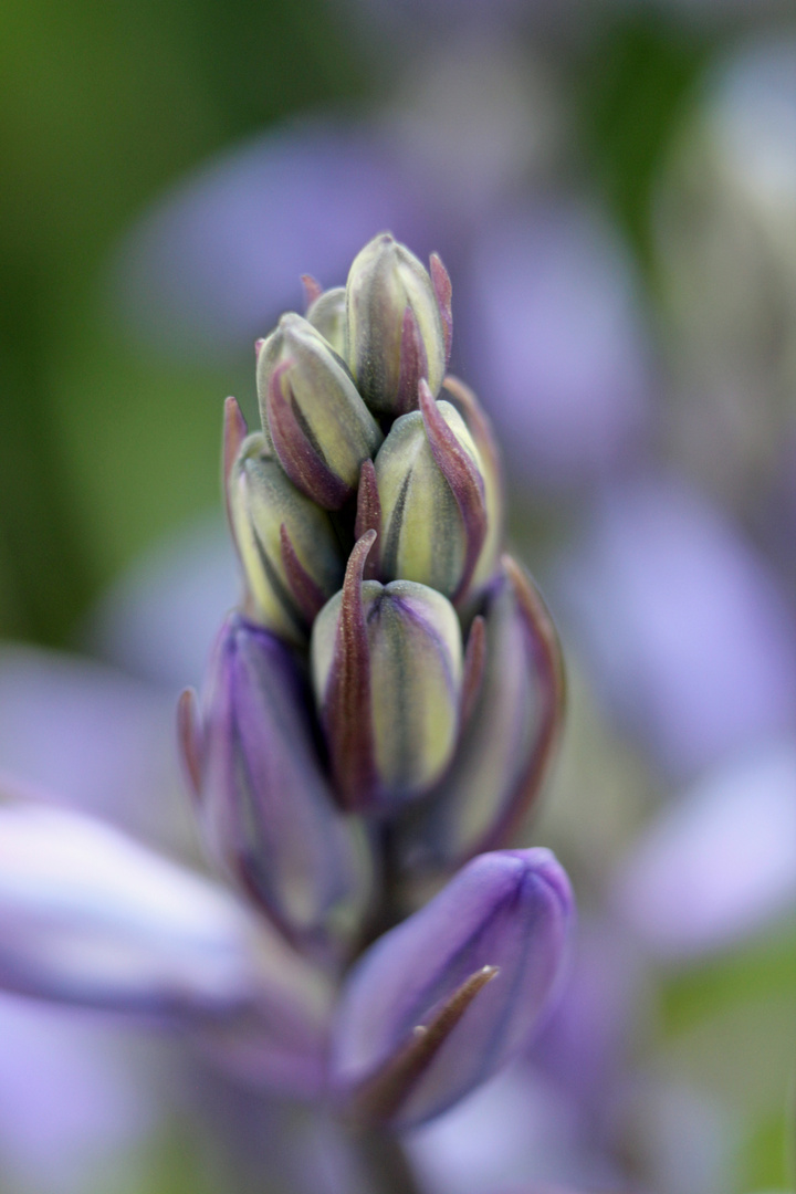 schöne Knospen