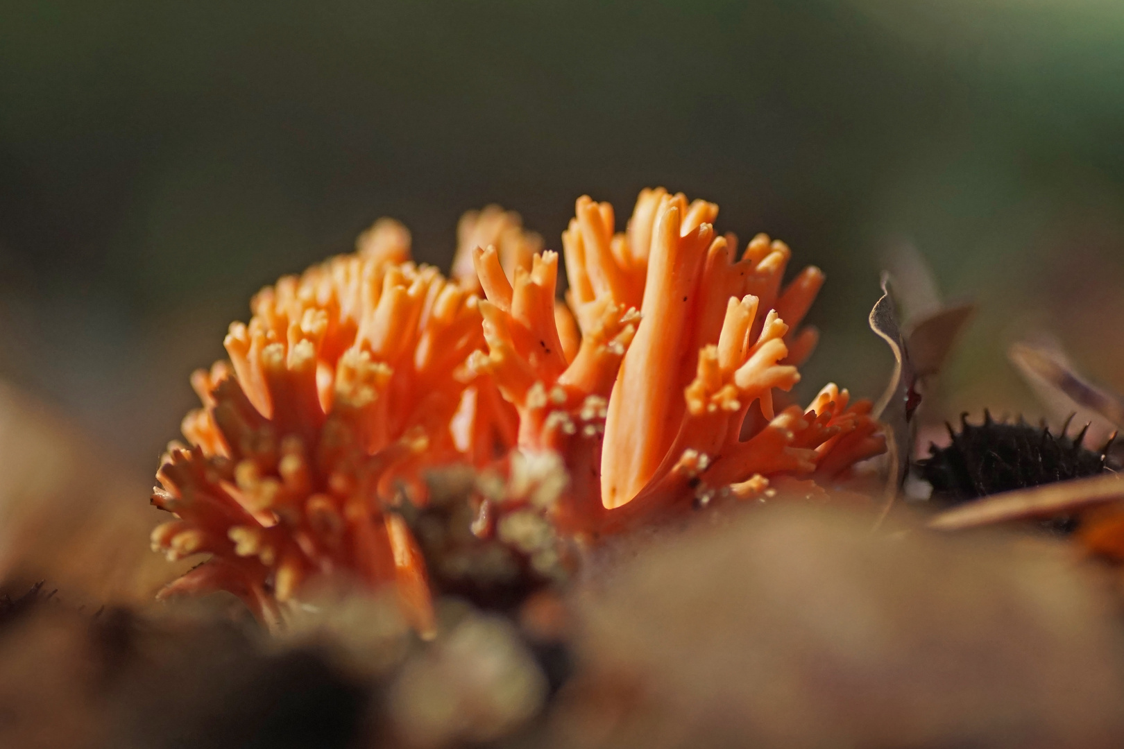 Schöne Koralle (Ramaria formosa)