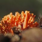 Schöne Koralle (Ramaria formosa)