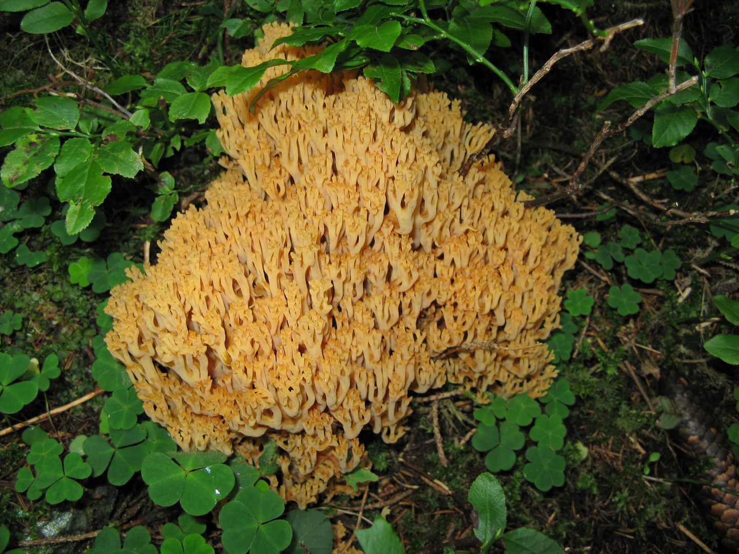 Schöne Koralle (Ramaria formosa)