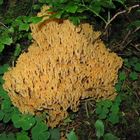 Schöne Koralle (Ramaria formosa)