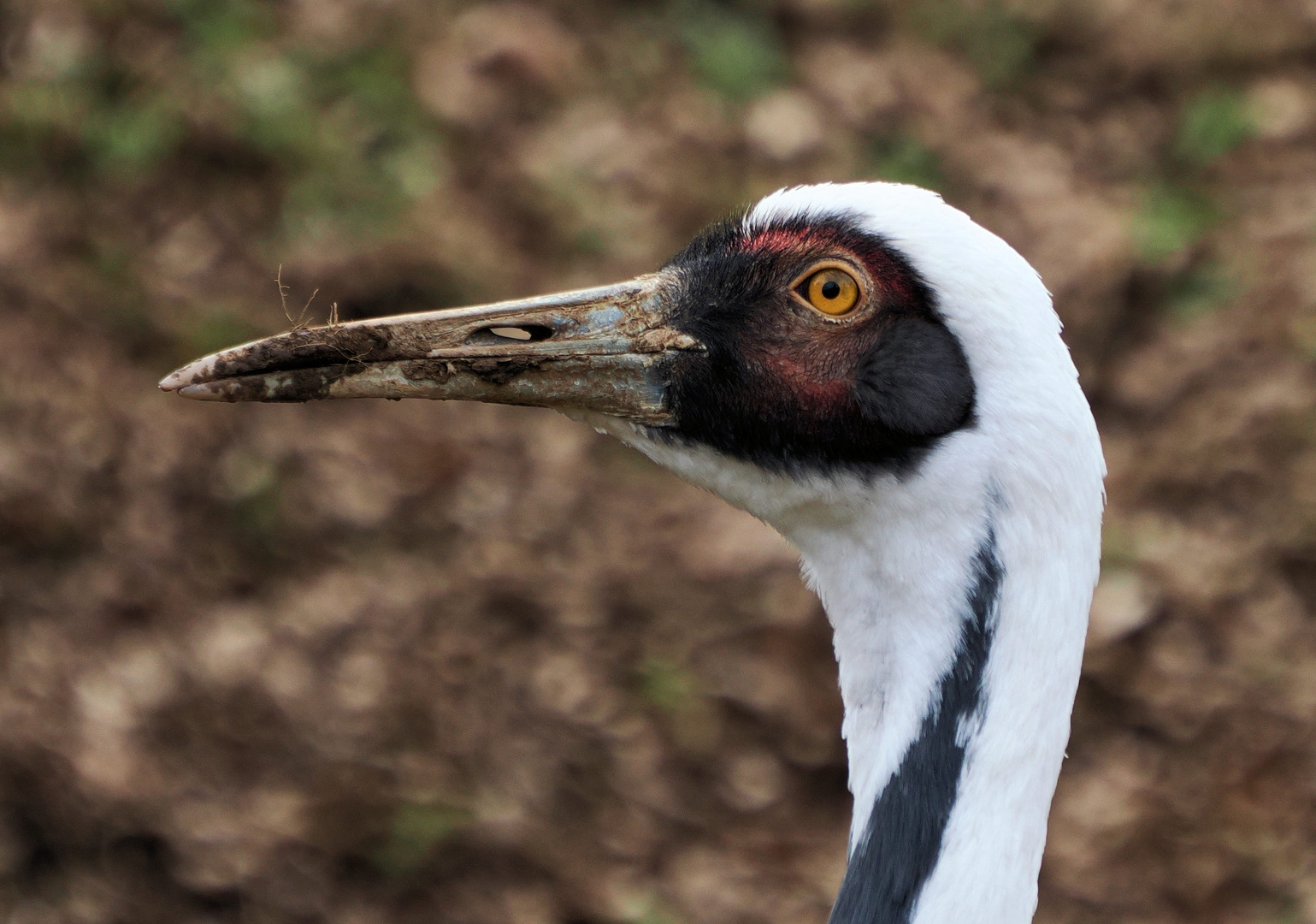 Schöne Kranich Augen ….