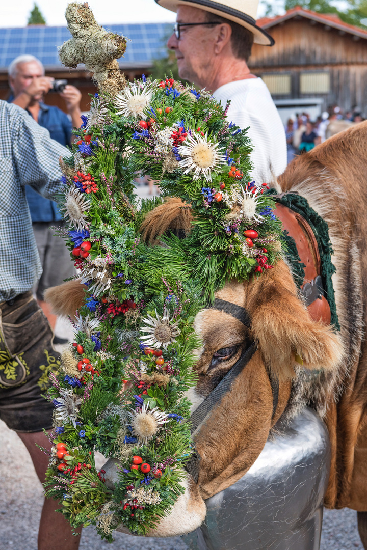 Schöne Kranzkuh in Nesselwang auf dem Viehscheidplatz