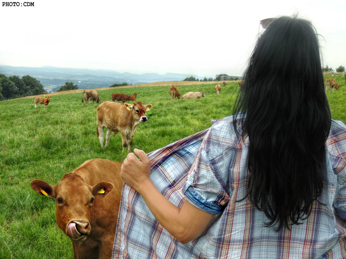 Schöne Kühe geben gemeinlich nicht viel Milch (SELFIE)