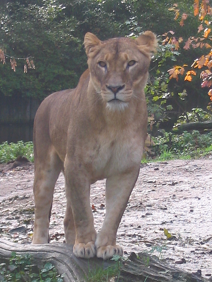 Schöne Lady