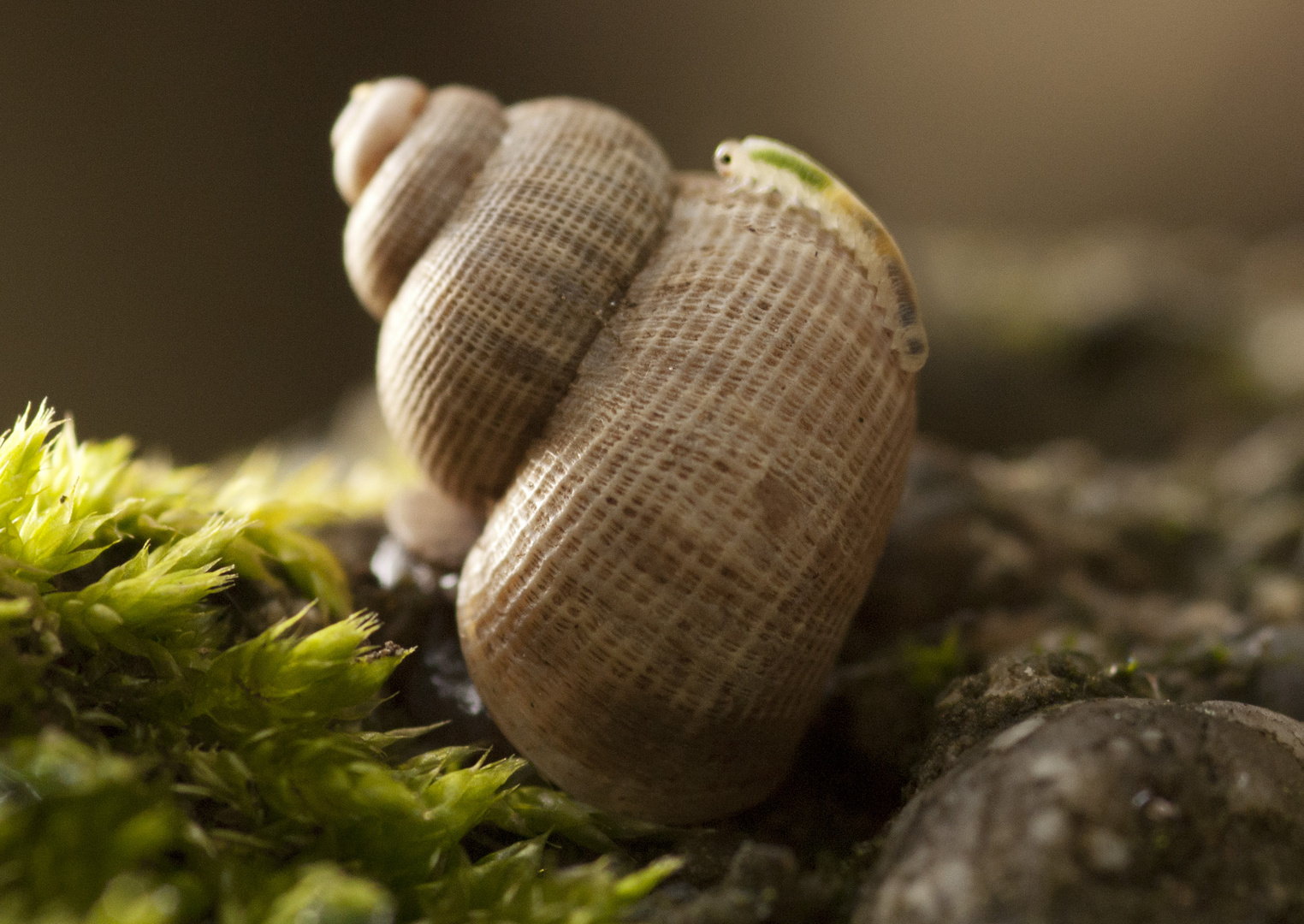 Schöne Landdeckelschnecke