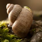 Schöne Landdeckelschnecke