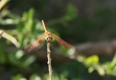 schöne libelle