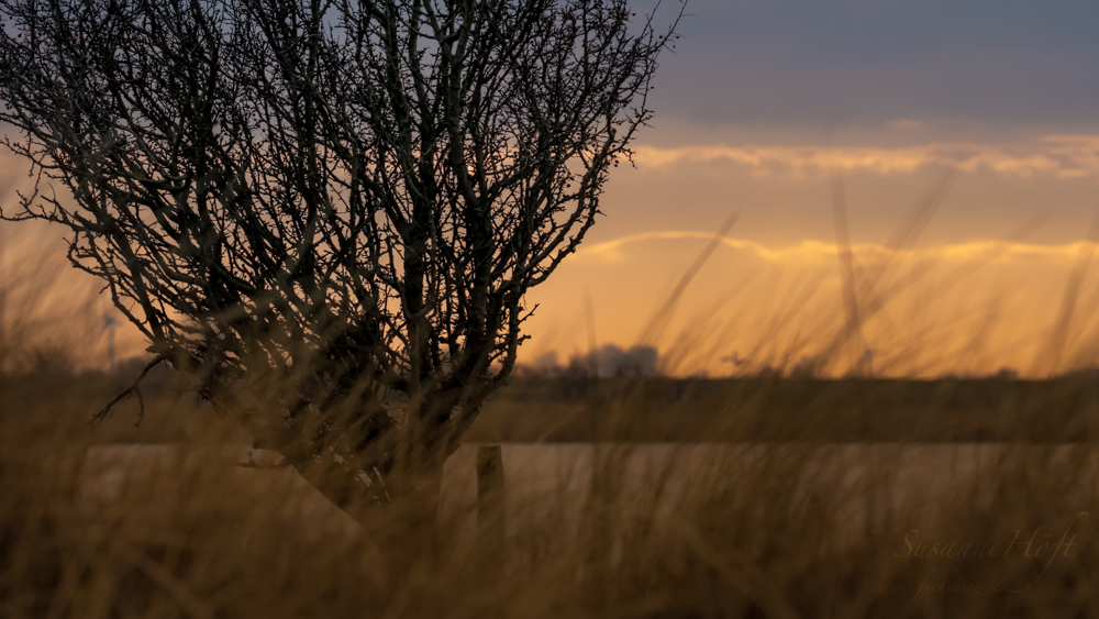 Schöne Lichtstimmung auf Fehmarn