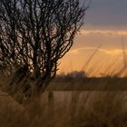 Schöne Lichtstimmung auf Fehmarn