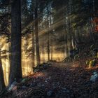 schöne Lichtstimmung im Wald