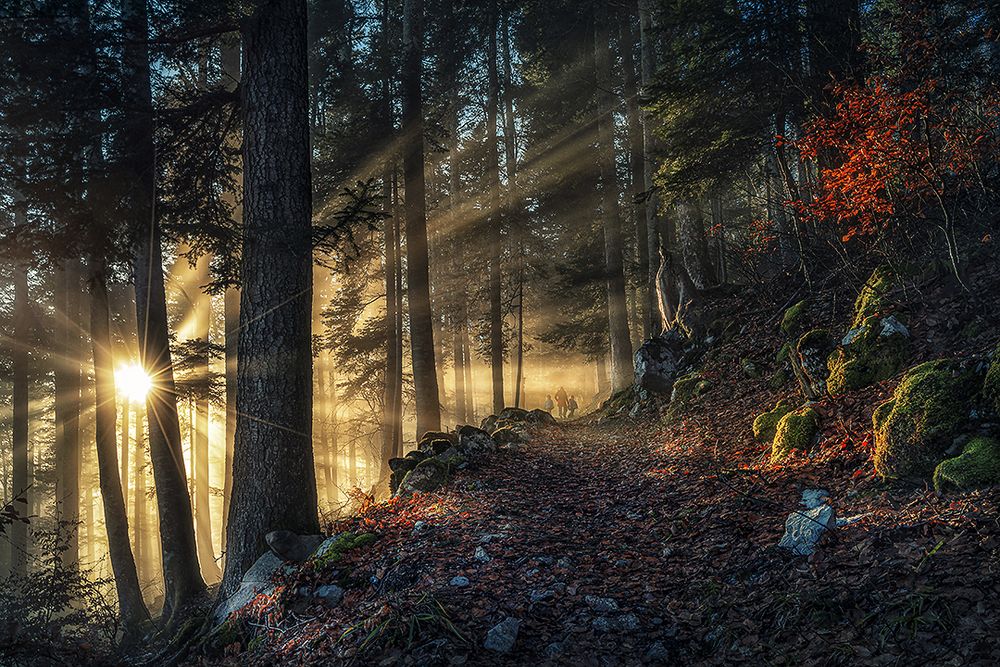 schöne Lichtstimmung im Wald