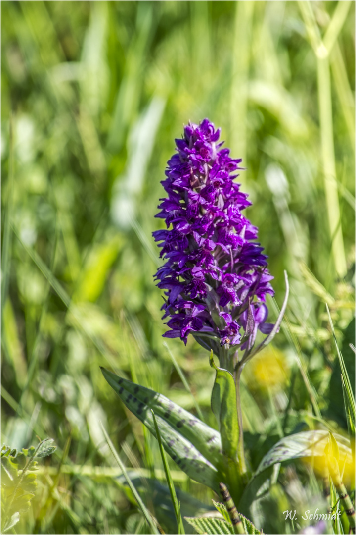schöne Lila Blüte Foto & Bild jahreszeiten, natur, knospen Bilder auf